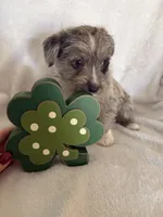 Boy blue, a male Miniature Schnauzer and Pembroke Welsh Corgi for sale in Campbell, MO – Photo 10 of 10