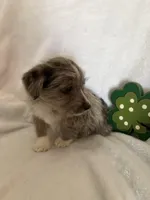 Boy blue, a male Miniature Schnauzer and Pembroke Welsh Corgi for sale in Campbell, MO – Photo 4 of 10