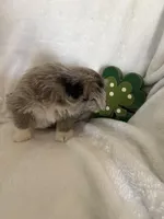 Boy blue, a male Miniature Schnauzer and Pembroke Welsh Corgi for sale in Campbell, MO – Photo 8 of 10