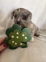 Boy blue, a male Miniature Schnauzer and Pembroke Welsh Corgi for sale in Campbell, MO – Photo 7 of 10