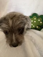 Boy blue, a male Miniature Schnauzer and Pembroke Welsh Corgi for sale in Campbell, MO – Photo 3 of 10