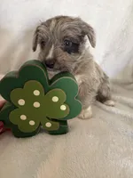 Boy blue, a male Miniature Schnauzer and Pembroke Welsh Corgi for sale in Campbell, MO – Photo 9 of 10