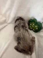 Boy blue, a male Miniature Schnauzer and Pembroke Welsh Corgi for sale in Campbell, MO – Photo 2 of 10