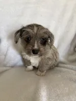 Boy blue, a male Miniature Schnauzer and Pembroke Welsh Corgi for sale in Campbell, MO – Photo 6 of 10