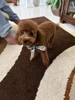 Snooty, a male Poodle - Toy  for sale in Campbell, MO – 5 of 5