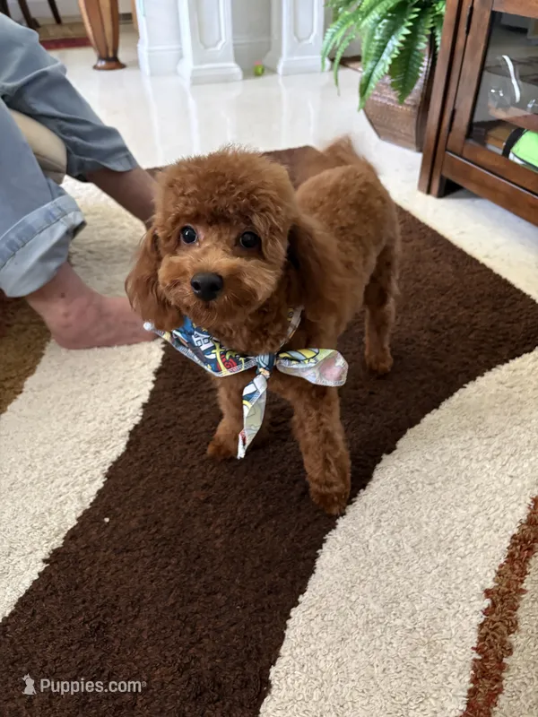 Snooty – Poodle - Toy  puppy for sale in Campbell, MO