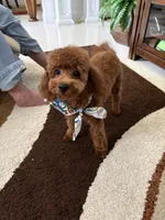 Snooty, a male Poodle - Toy  for sale in Campbell, MO – 1 of 5
