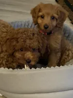 Snooty, a male Poodle - Toy  for sale in Campbell, MO – 2 of 5