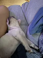 Homer, a male French Bulldog for sale in East Palatka, FL – Photo 4 of 5