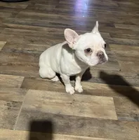 Homer, a male French Bulldog for sale in East Palatka, FL – Photo 3 of 5