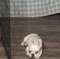 Homer, a male French Bulldog for sale in East Palatka, FL – Photo 1 of 5