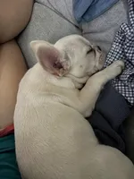 Homer, a male French Bulldog for sale in East Palatka, FL – Photo 5 of 5