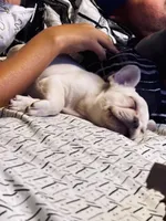 Homer, a male French Bulldog for sale in East Palatka, FL – Photo 2 of 5