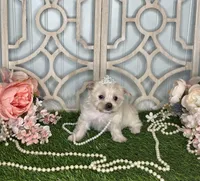 Lilly, a female Maltese and Yorkshire Terrier for sale in Morris Chapel, TN – Photo 3 of 8