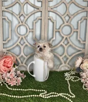 Lilly, a female Maltese and Yorkshire Terrier for sale in Morris Chapel, TN – Photo 4 of 8