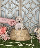 Lilly, a female Maltese and Yorkshire Terrier for sale in Morris Chapel, TN – Photo 2 of 8