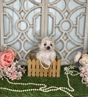 Lilly, a female Maltese and Yorkshire Terrier for sale in Morris Chapel, TN – Photo 1 of 8