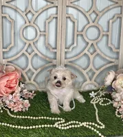 Lilly, a female Maltese and Yorkshire Terrier for sale in Morris Chapel, TN – Photo 5 of 8