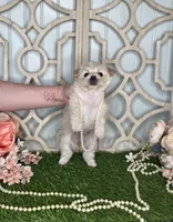 Lilly, a female Maltese and Yorkshire Terrier for sale in Morris Chapel, TN – Photo 6 of 8