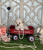 Lilly, a female Maltese and Yorkshire Terrier for sale in Morris Chapel, TN – Photo 7 of 8