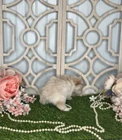 Lilly, a female Maltese and Yorkshire Terrier for sale in Morris Chapel, TN – Photo 8 of 8