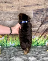 TiNY Chocolate, a male Yorkshire Terrier for sale in Morris Chapel, TN – Photo 5 of 9