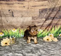 TiNY Chocolate, a male Yorkshire Terrier for sale in Morris Chapel, TN – Photo 9 of 9