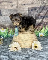 TiNY Chocolate, a male Yorkshire Terrier for sale in Morris Chapel, TN – Photo 8 of 9