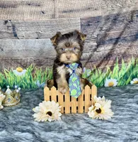 TiNY Chocolate, a male Yorkshire Terrier for sale in Morris Chapel, TN – Photo 2 of 9