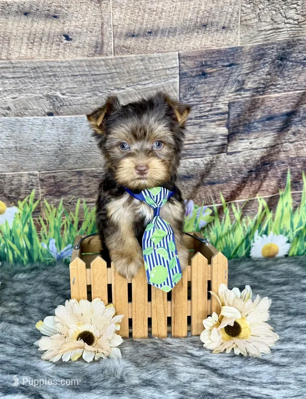 TiNY Chocolate, a male Yorkshire Terrier for sale in Morris Chapel, TN – Photo 1 of 9