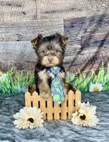 TiNY Chocolate, a male Yorkshire Terrier for sale in Morris Chapel, TN – Photo 1 of 9