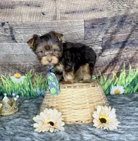 TiNY Chocolate, a male Yorkshire Terrier for sale in Morris Chapel, TN – Photo 4 of 9