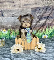 TiNY Chocolate, a male Yorkshire Terrier for sale in Morris Chapel, TN – Photo 6 of 9