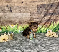 TiNY Chocolate, a male Yorkshire Terrier for sale in Morris Chapel, TN – Photo 7 of 9