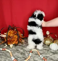 Oreo, a male Yorkshire Terrier and Poodle - Toy  for sale in Morris Chapel, TN – Photo 7 of 10