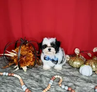 Oreo, a male Yorkshire Terrier and Poodle - Toy  for sale in Morris Chapel, TN – Photo 10 of 10