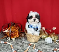 Oreo, a male Yorkshire Terrier and Poodle - Toy  for sale in Morris Chapel, TN – Photo 8 of 10