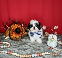 Oreo, a male Yorkshire Terrier and Poodle - Toy  for sale in Morris Chapel, TN – Photo 4 of 10