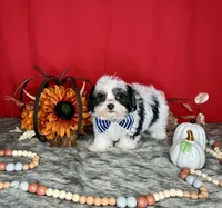 Oreo, a male Yorkshire Terrier and Poodle - Toy  for sale in Morris Chapel, TN – Photo 6 of 10