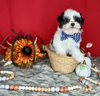 Oreo, a male Yorkshire Terrier and Poodle - Toy  for sale in Morris Chapel, TN – Photo 2 of 10