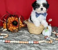 Oreo, a male Yorkshire Terrier and Poodle - Toy  for sale in Morris Chapel, TN – Photo 1 of 10