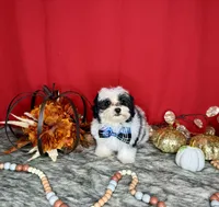 Oreo, a male Yorkshire Terrier and Poodle - Toy  for sale in Morris Chapel, TN – Photo 9 of 10