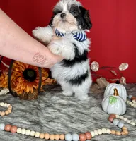 Oreo, a male Yorkshire Terrier and Poodle - Toy  for sale in Morris Chapel, TN – Photo 5 of 10
