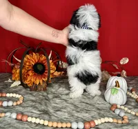 Oreo, a male Yorkshire Terrier and Poodle - Toy  for sale in Morris Chapel, TN – Photo 3 of 10