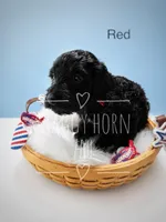 Red, a male Miniature Goldendoodle for sale in Detroit Lakes, MN – 1 of 1