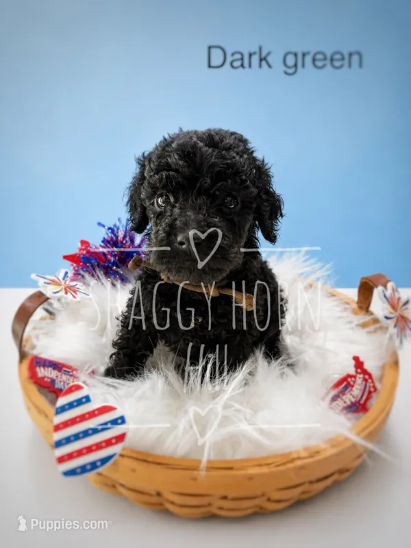 Dark green – Miniature Goldendoodle puppy for sale in Detroit Lakes, MN