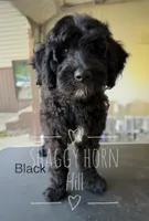 Black, a male Miniature Goldendoodle for sale in Detroit Lakes, MN – 2 of 3