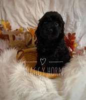 Aspen, a male Cockapoo for sale in Detroit Lakes, MN – 1 of 1