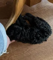 Red, a male Miniature Goldendoodle for sale in Detroit Lakes, MN – 4 of 4