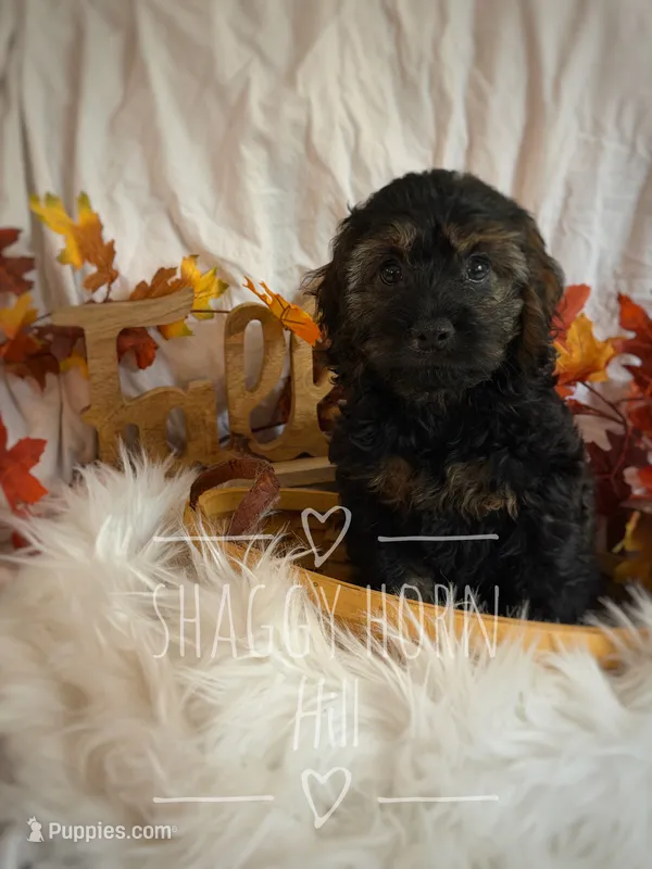 Maple – Cockapoo puppy for sale in Detroit Lakes, MN